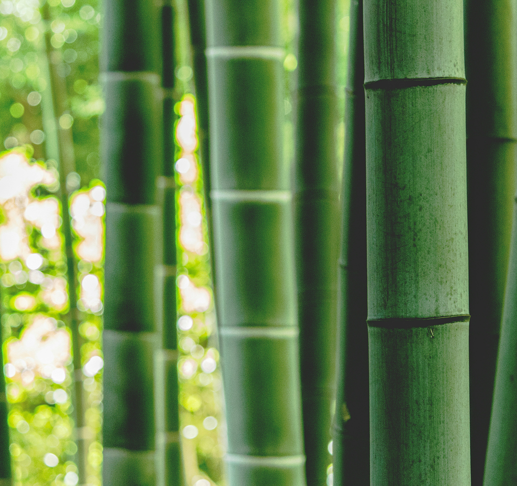 A group of tall green bamboo trees in a forest.